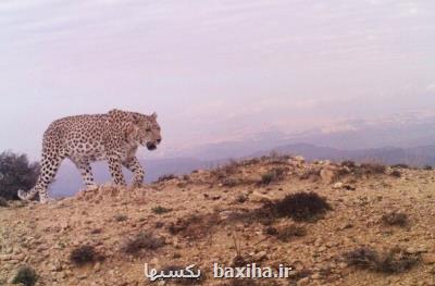 پروژه پلنگ ایرانی، برنده رتبه برتر جایزه اثرات تسهیلگری شد