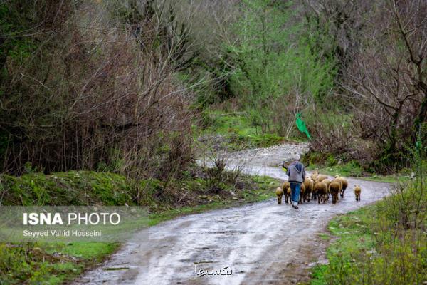 نخستین جشنواره برندهای روستایی