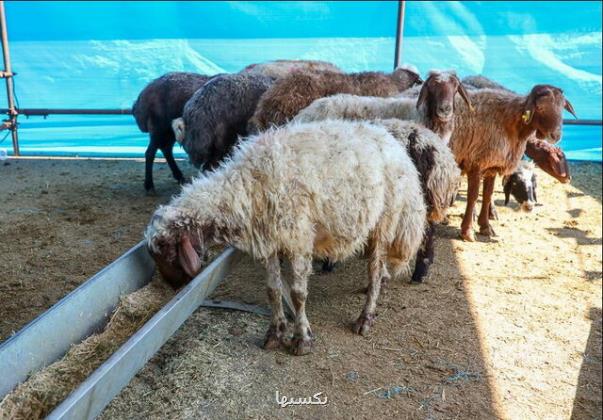 جزییات مشارکت مردم در نذورات قربانی از ذبح دام تا واریز آنلاین