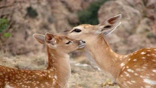 حال خوب گوزن زرایرانی جمعیت در سایت رشکان به 18 رأس رسید