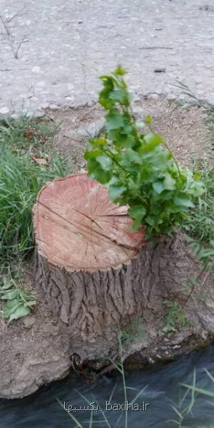 توضیحات شهرداری در مورد قطع درختان محدوده پارك ملت