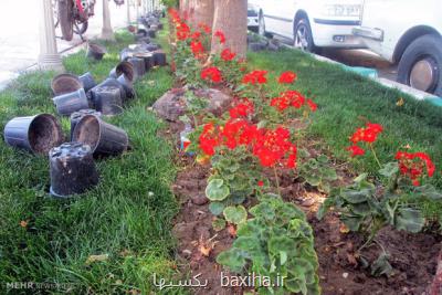 آغاز كاشت گل های پاییزه در شرق تهران